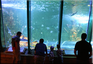 Shark Tank