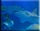 Shark Week - 20th October - 4th November 2012