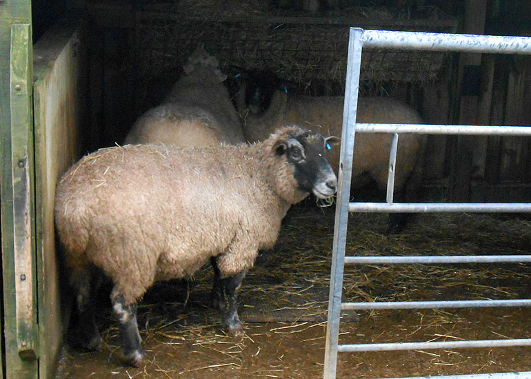 Stanley, Bella and Bluebell - December 2012