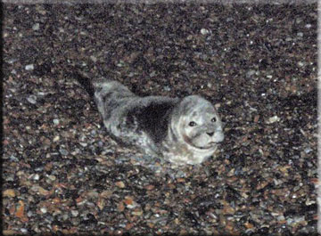Simon on the beach