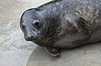 Photo of Skinner was taken on 30th of December 2005 in the convalescence pool by Joyce