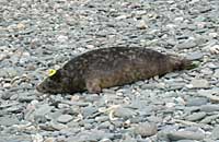 Skinner released back into the wild - photo was taken by Rachael Vine