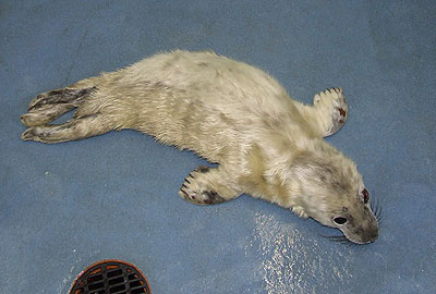 Skittles in the isolation pen 1 in the seal hospital
