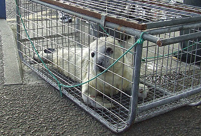 Skittles waiting to be transported from heliport at Penzance to the National Seal Sanctuary on 13th September 2008