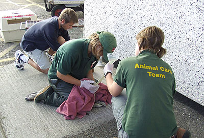 Skittles being tube-fed with fluids by the Animal Care Team within the grounds Heliport at Penzance on 13th September 2008