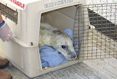 Skittles waiting to be checked by the Animal Care Team at Penzance heliport on 13th September 2008