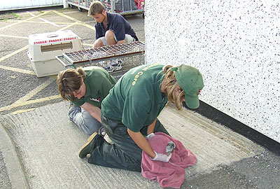 The Animal Care Team checking Skittles' temperature before being transferred to the National Seal Sanctuary from the heliport at Penzance on 13th September 2008