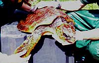 Skye, the Loggerhead Turtle