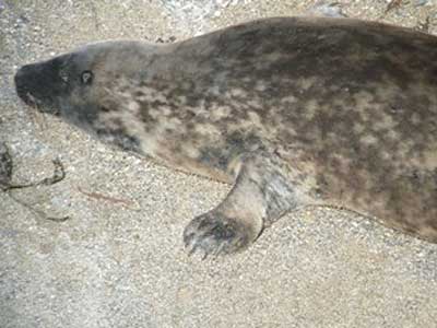 Smuggler - Photo copyright of Sue Sayer (www.cornwallsealgroup.co.uk)