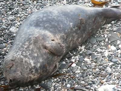 Smuggler - Photo copyright of Sue Sayer (www.cornwallsealgroup.co.uk)