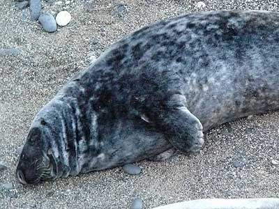 Snout - Photo copyright of Sue Sayer (www.cornwallsealgroup.co.uk)
