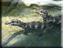 Some of the Creatures you may see in the Aquarium