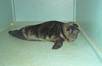 Sooty, rescued common seal pup