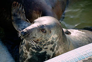 Sophie our newest resident