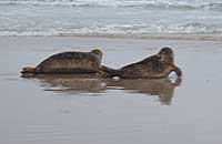 Spike and Caster near water edge - Photo was taken by Rachael Vine