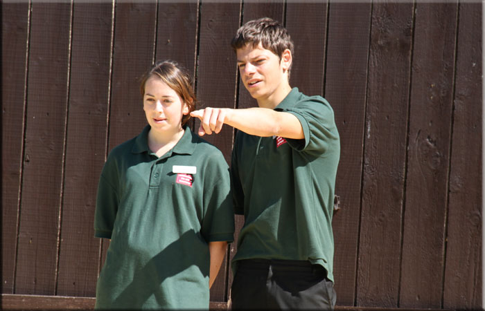 Work Experiences