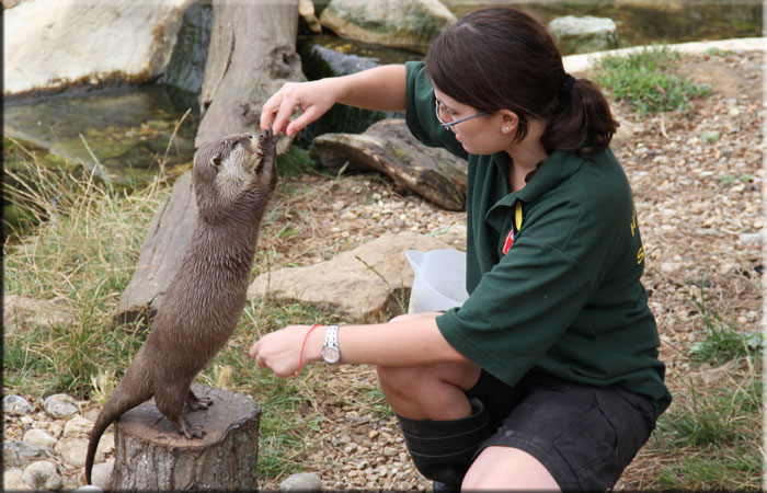 Hollie is doing enrichment training with one of the otters