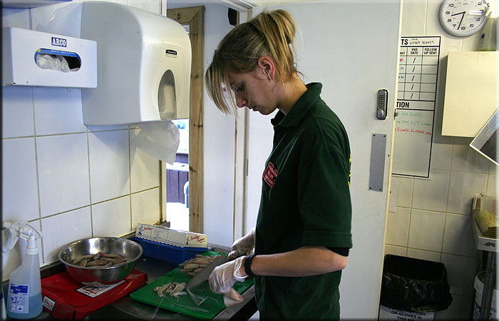 Preparing the fish