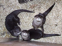 Starsky and Hutch with Thai