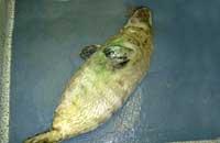 Photo of Stitch was taken on 13th December 2006 by Rachael Vine