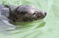 Stitch in the convalescence pool - photo was taken on 26th May 2007