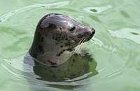 Stitch in the convalescence pool - photo was taken on 26th May 2007