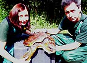 Syke, the loggerhead turtle being checked by Heather Greig and Jamie Dyer
