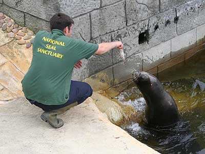 Boadicea being fed by Matt, one of the volunteers