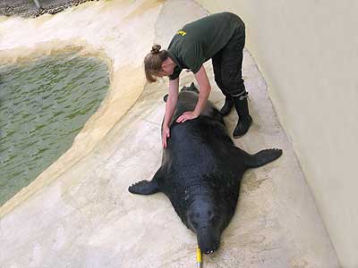 One of our work experience with Flipper