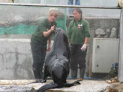 Jenna and one of our work experience doing target training with Chaff