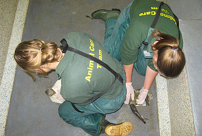 Amy and Claire checking Skittles, a rescued seal pup for 2008/9 in the main hospital