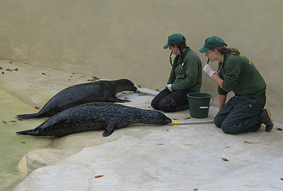 Jenna and Amy doing target training with our resident common seals
