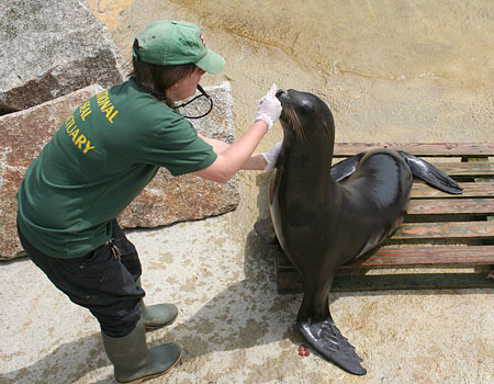 Jenna with André (California Sea Lion)