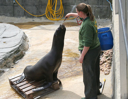 Claire with Diego, male Patagonian Sea Lion