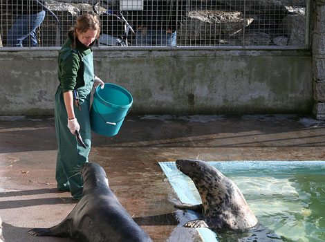 Tamara feeding two of the grey seals