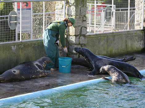 Amy feeding the resident grey seals