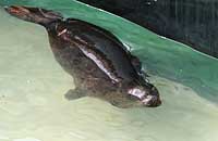 Tigger in the convalescence pool - photo was taken on 31st March 2007