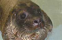 Titch, rescued common seal pup