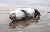 TRENT - Photo by Dan Jarvis