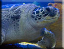 Turtle Fest : 2nd June to 10th June