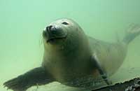Photo of Tusker was taken on 26th of February 2006 underwater in the convalescence pool