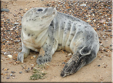 Vicky looks a little bit malnourished here, so Kieran and Arnold brought her back to start her rehab!