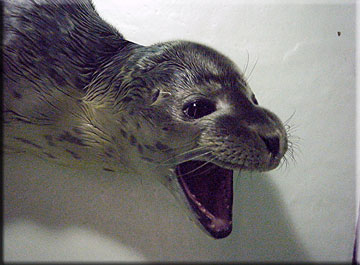 Vicky yawning - it's a hard life being a seal pup!