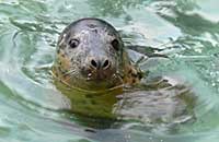 Vivienne (Leigh), rescued grey seal pup
