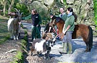Ponies and Goats go for a walk with the Animal Care Team