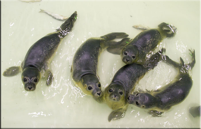 Weaning pool pups