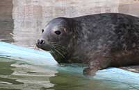Photo was taken of Wilson on 20th of May 2006 in the convalescence pool. Wilson's flipper (light green) tag number is 25.