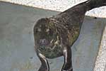 Wombat in one of the hospital pens