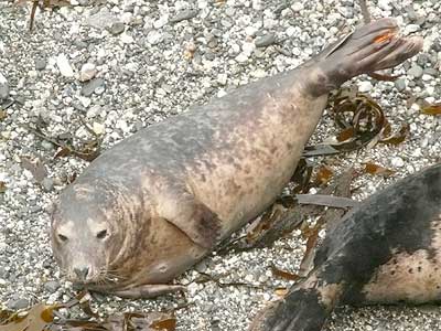 Yogi - Photo copyright of Sue Sayer (www.cornwallsealgroup.co.uk)