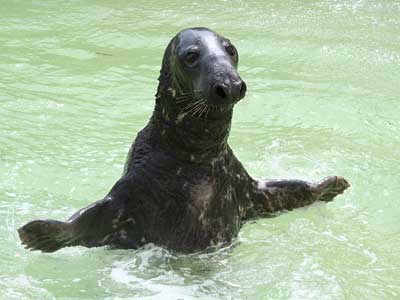 Yulelogs wants a fish this big